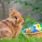 Frohe Ostern