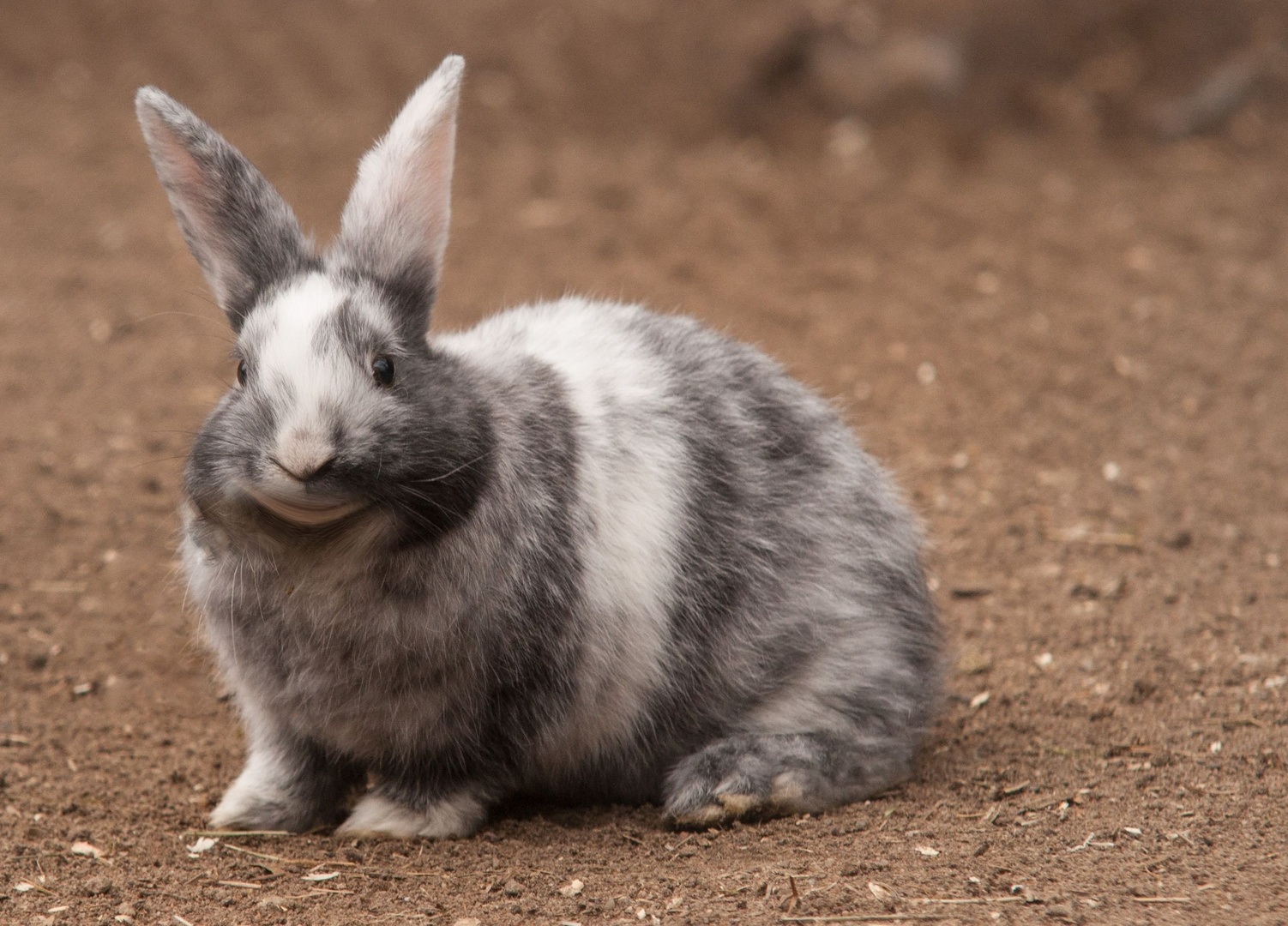 Frohe Ostern !