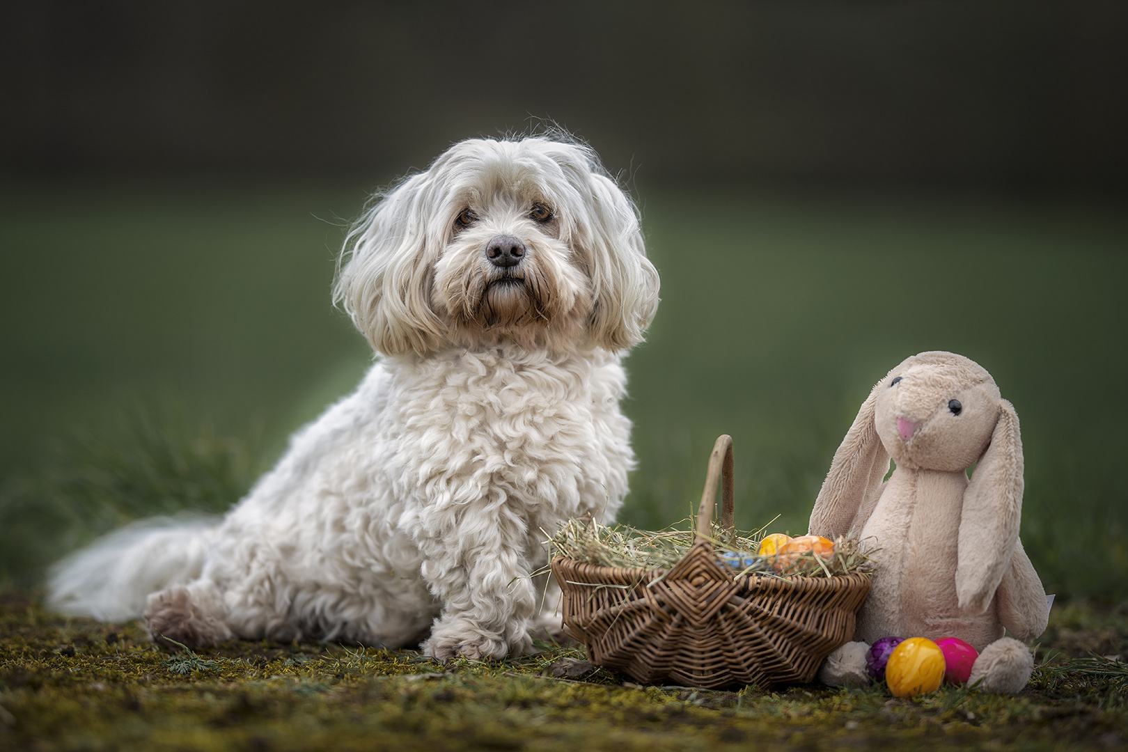 Frohe Ostern