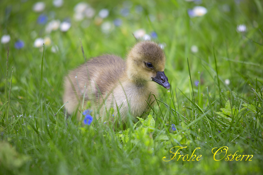 Frohe Ostern