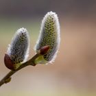 Frohe Ostern