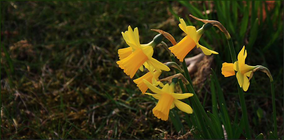 Frohe Ostern!