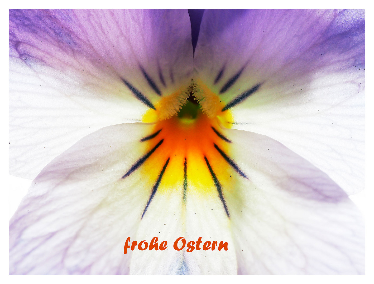frohe ostern..... Foto & Bild | natur-makros, gratulation ...