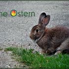 Frohe Ostern