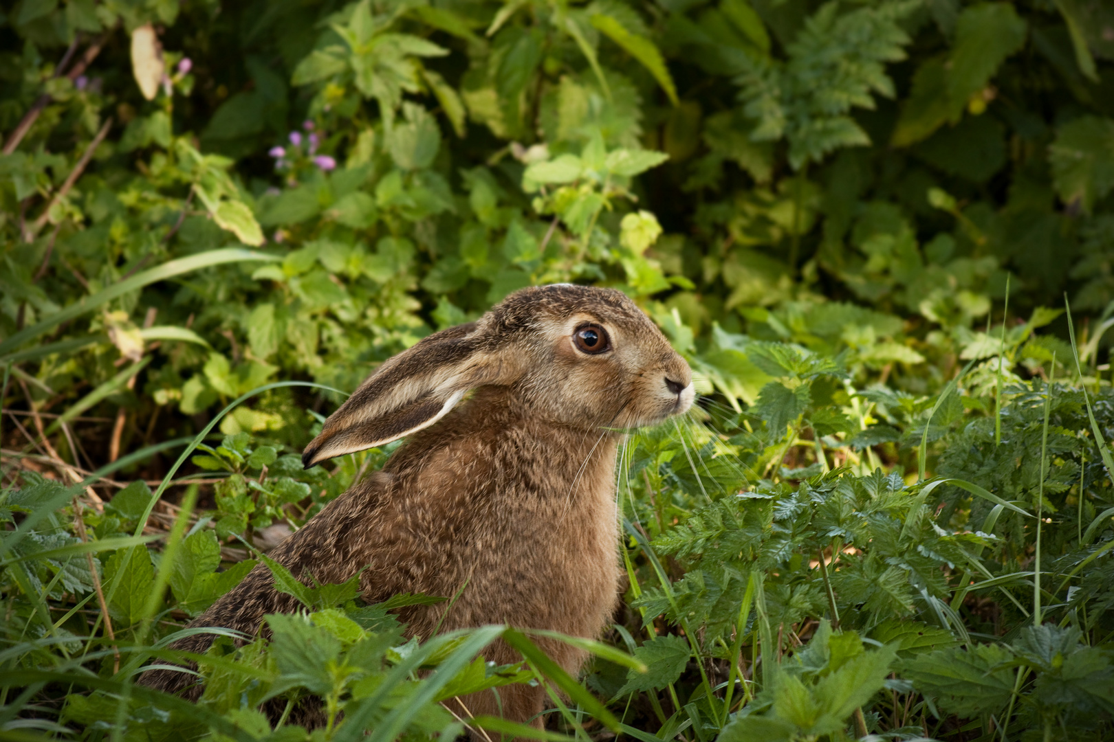 Frohe Ostern!!!