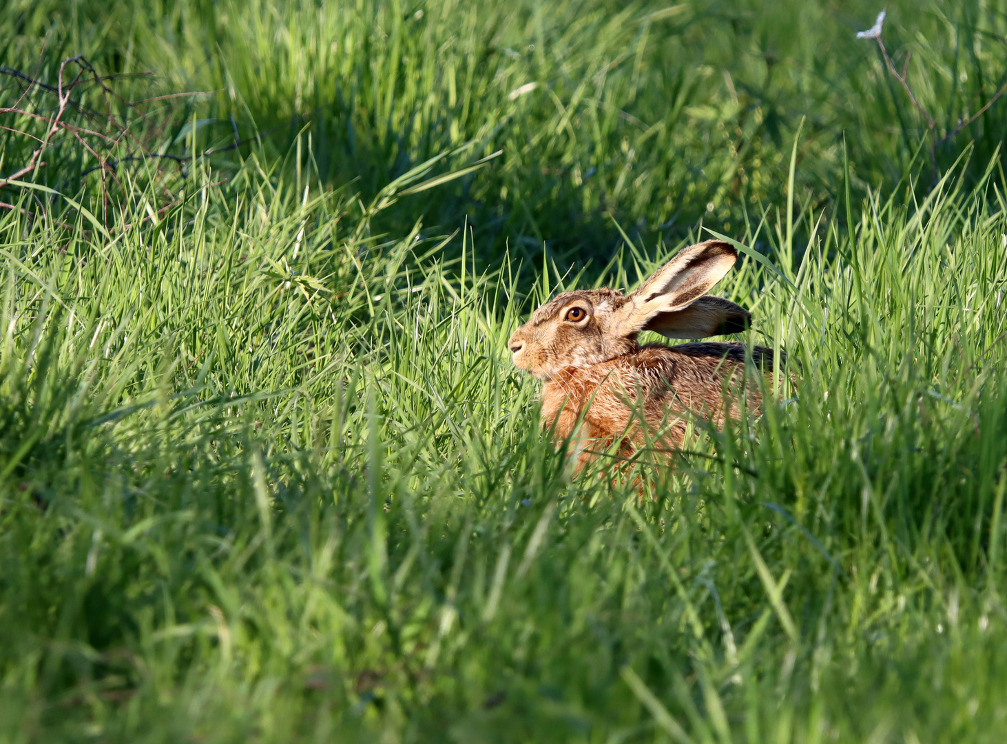 ~~Frohe Ostern~~