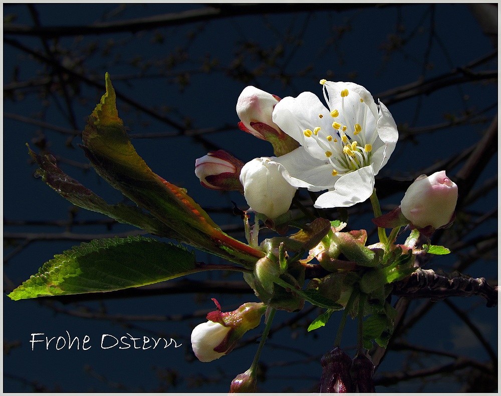 Frohe Ostern