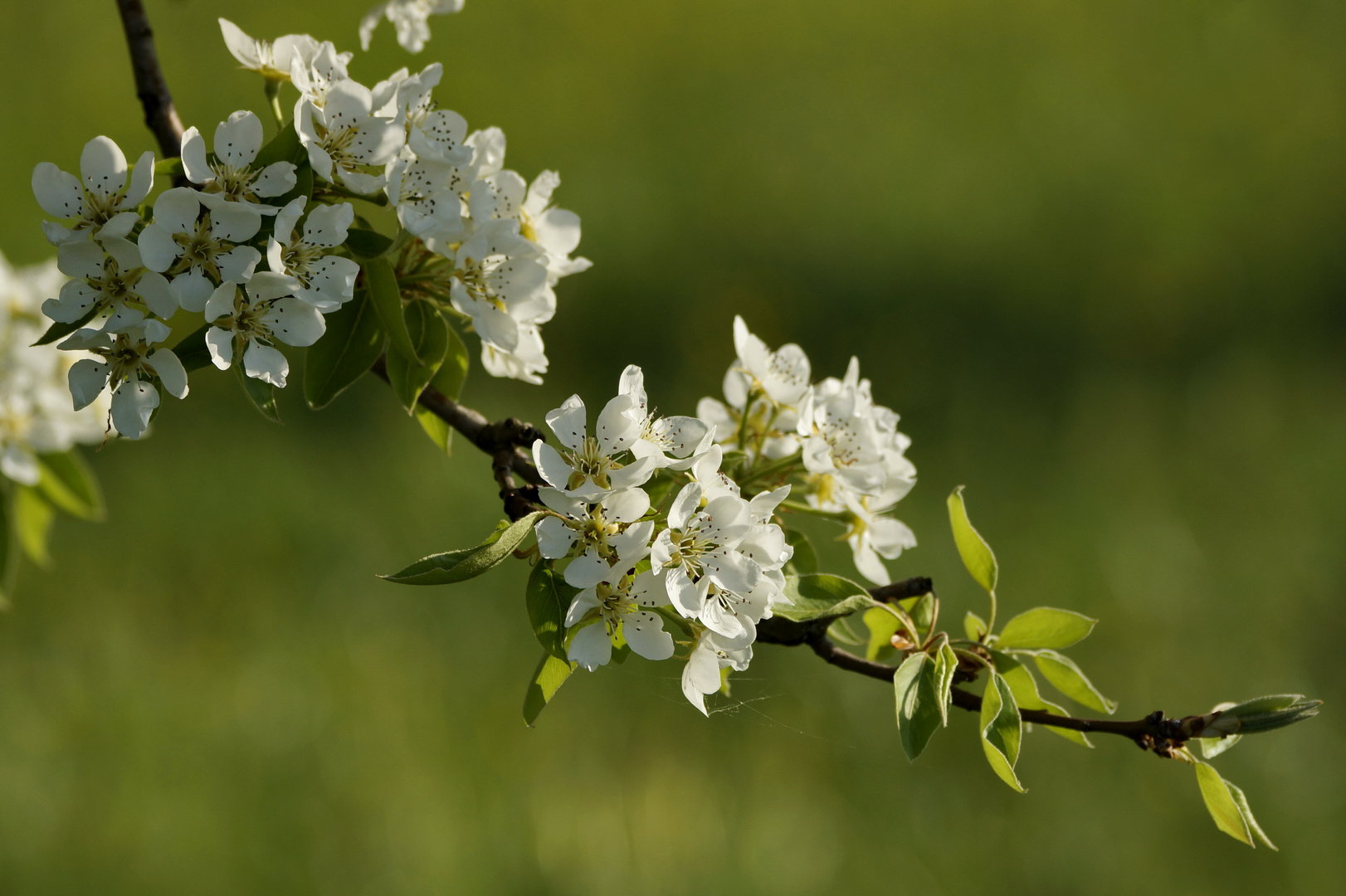 Frohe Ostern