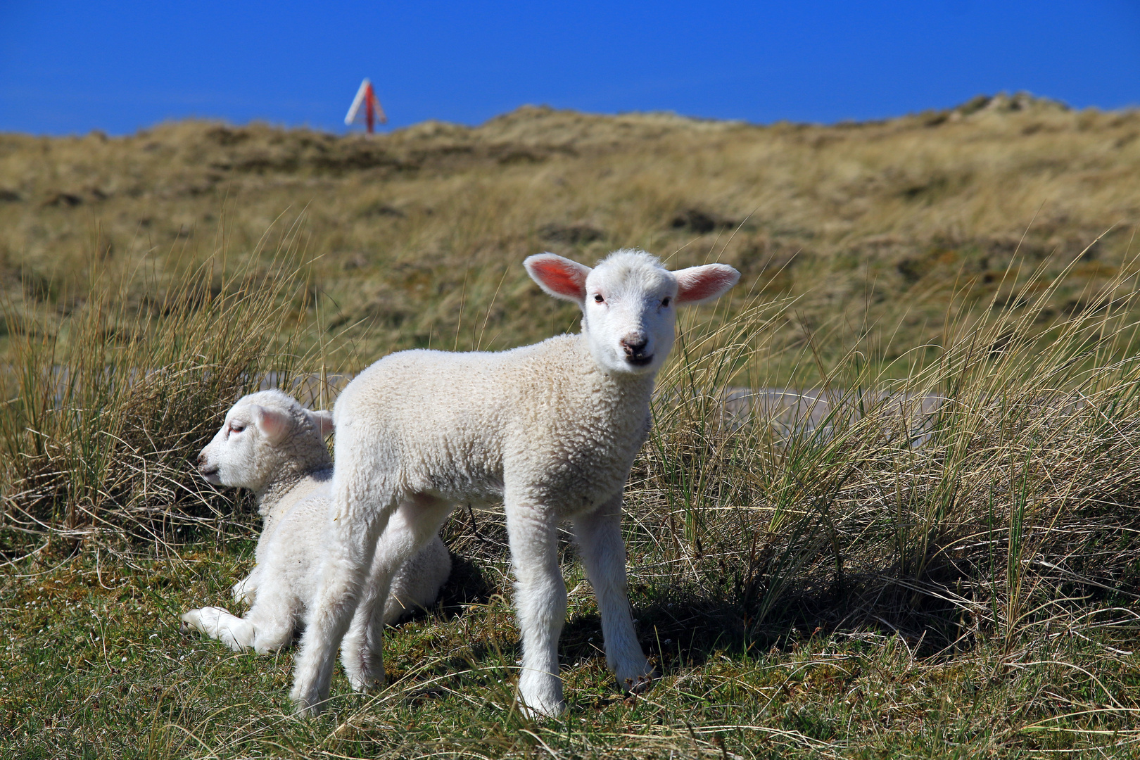 Frohe Ostern!