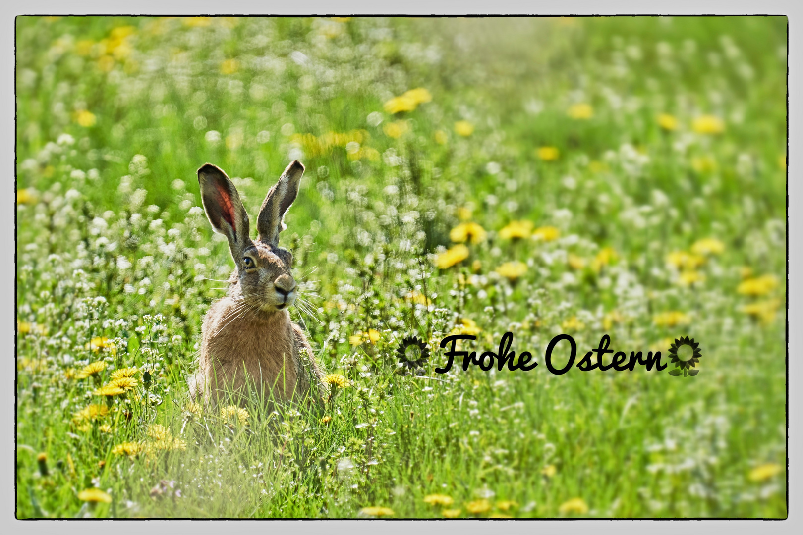 Frohe Ostern