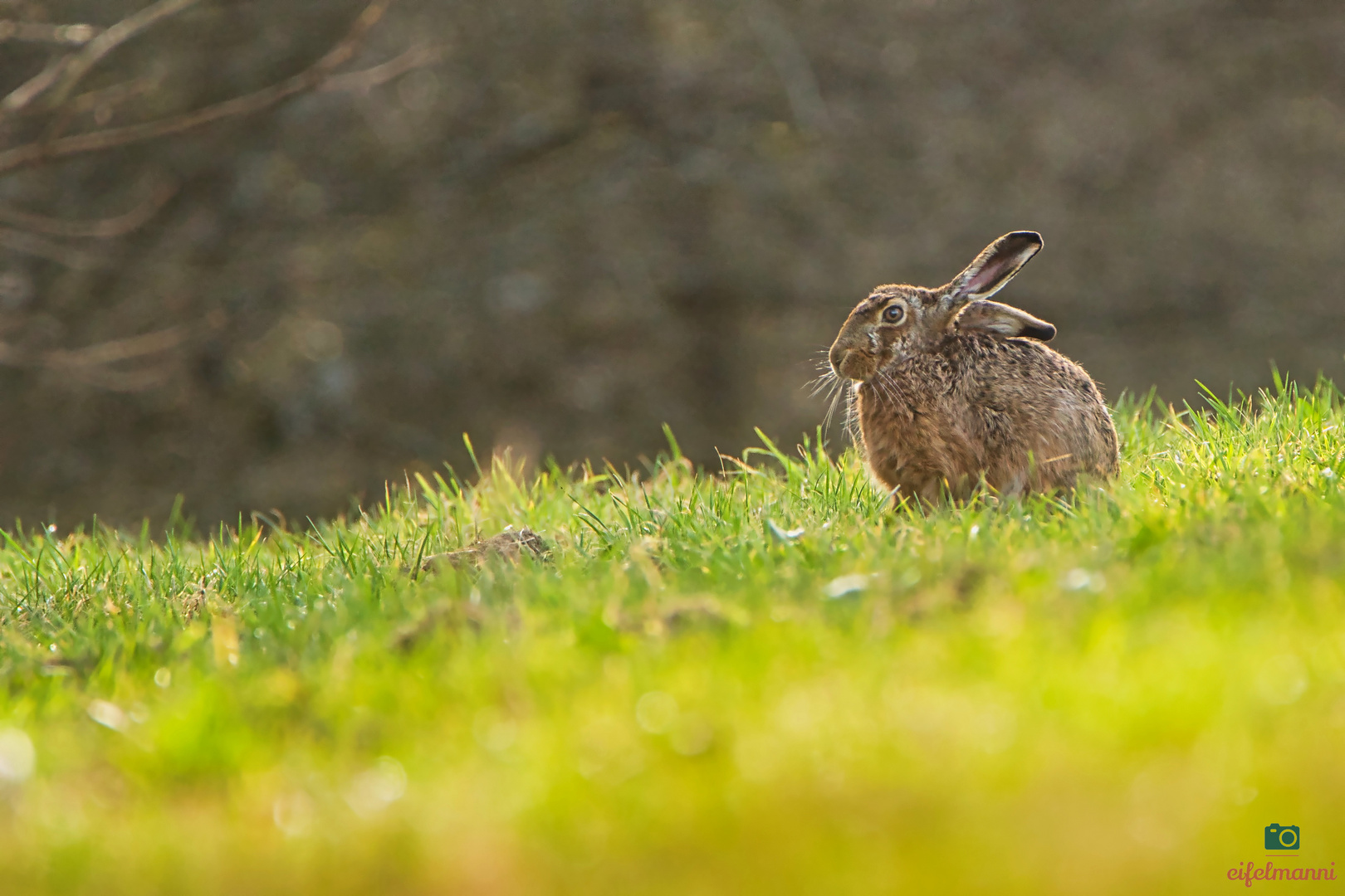 Frohe Ostern