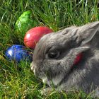 Frohe Ostern