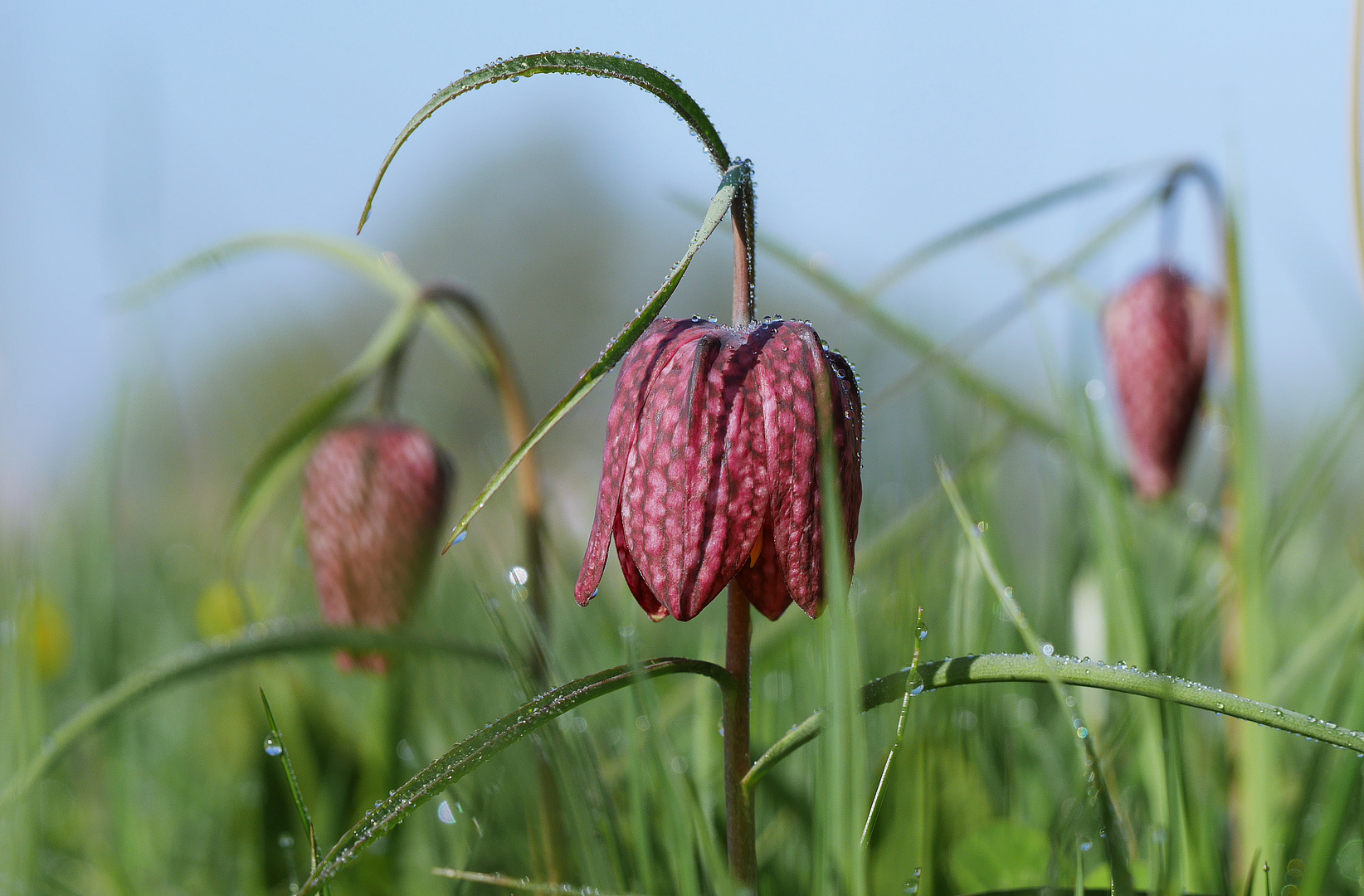 Frohe Ostern