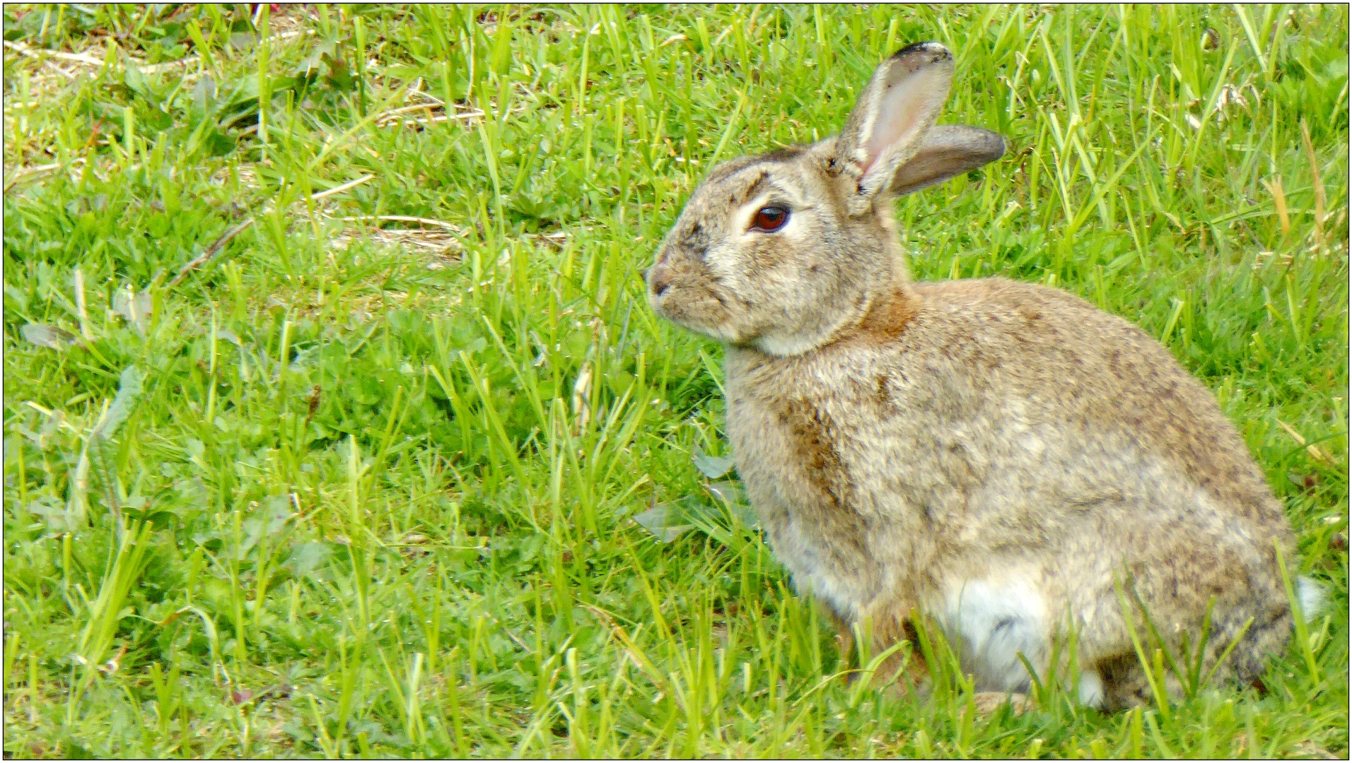 Frohe Ostern ... Foto & Bild | tiere, wildlife, säugetiere ...