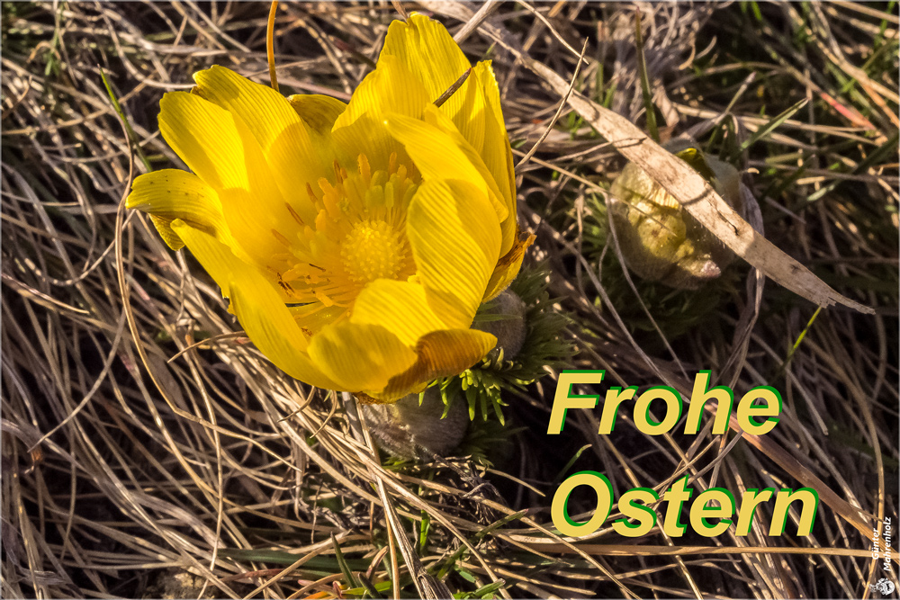 Frohe Ostern