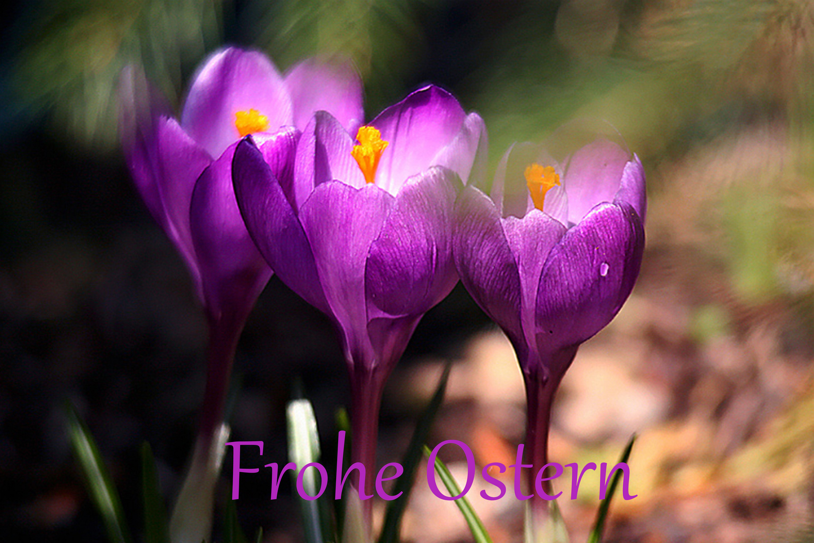  Frohe Ostern 