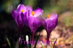  Frohe Ostern 