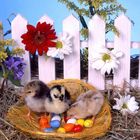 Frohe Ostern