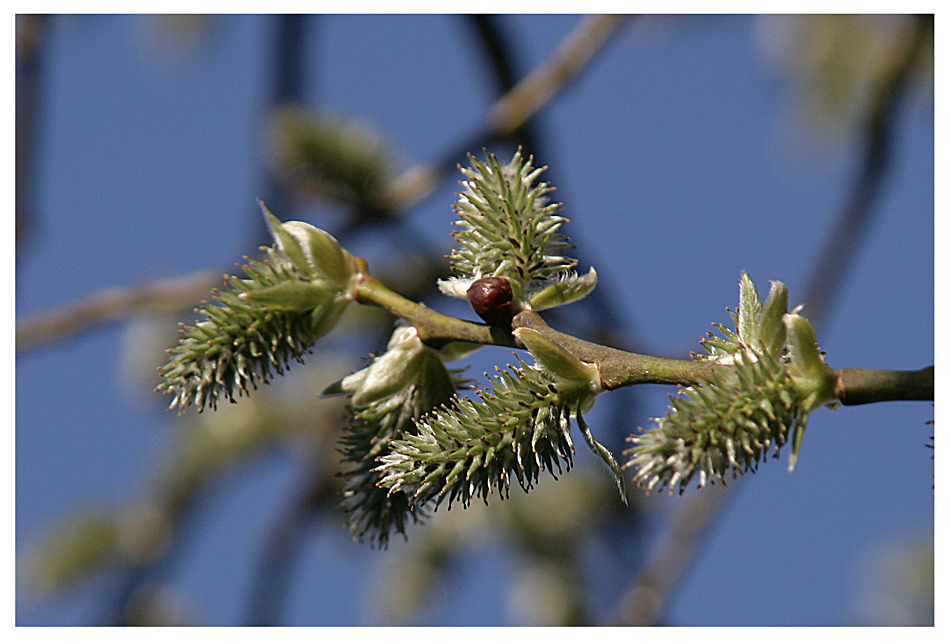 Frohe Ostern