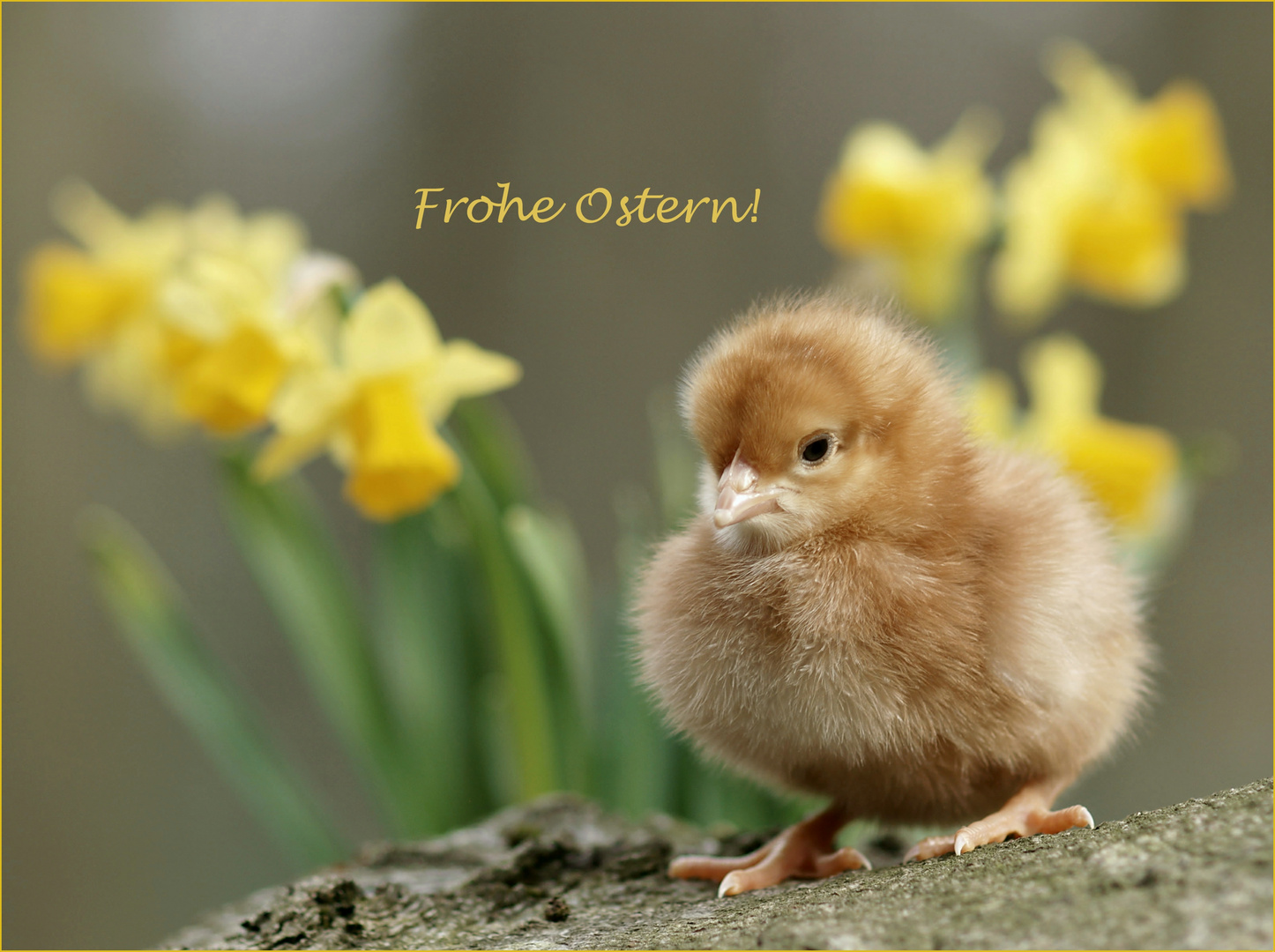 Frohe Ostern!