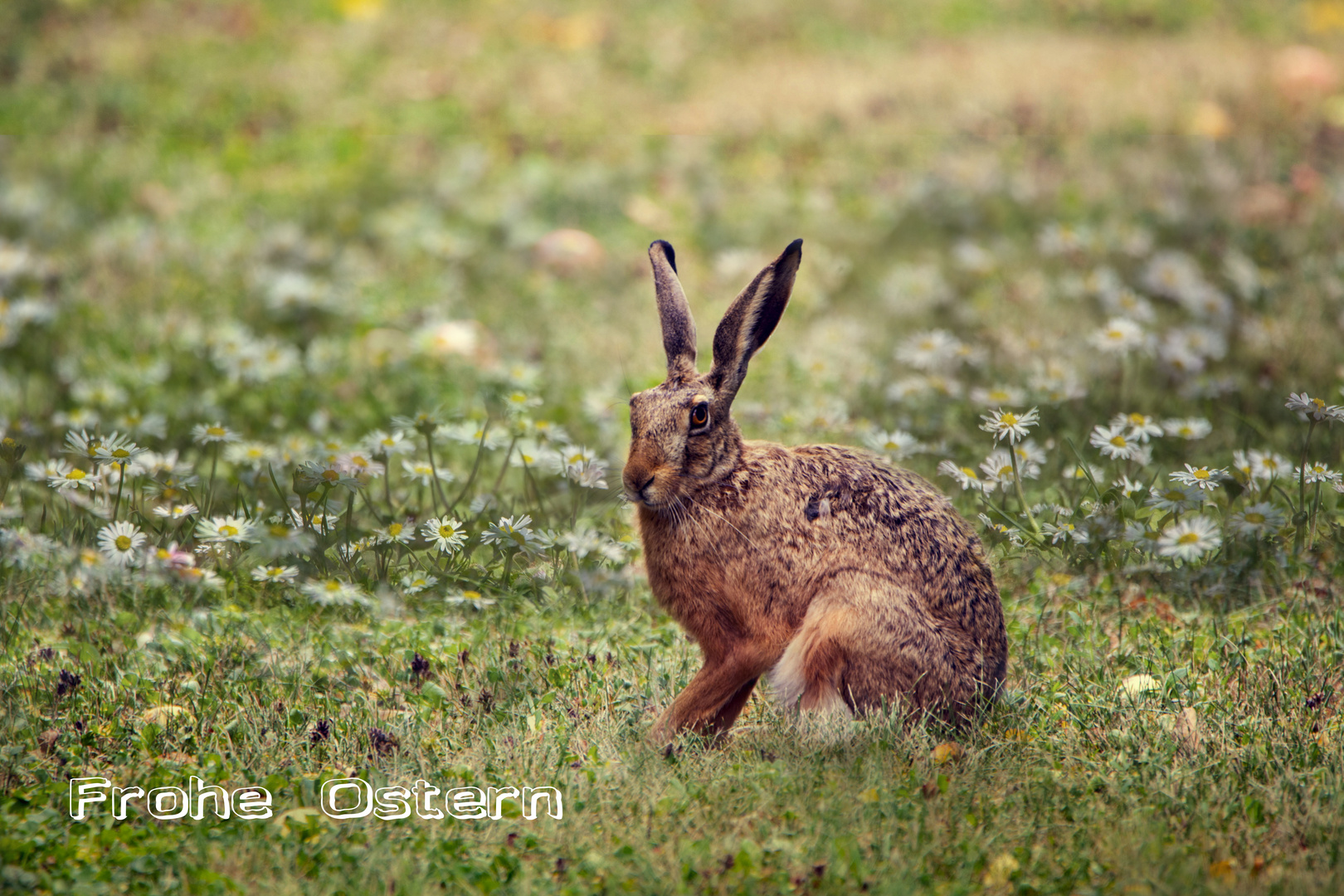 Frohe Ostern