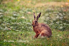 Frohe Ostern