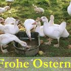 Frohe Ostern 2006 :-))