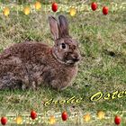 Frohe Ostern 2012