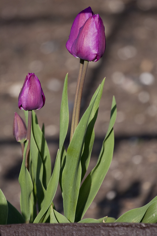 Frohe Ostern 2013