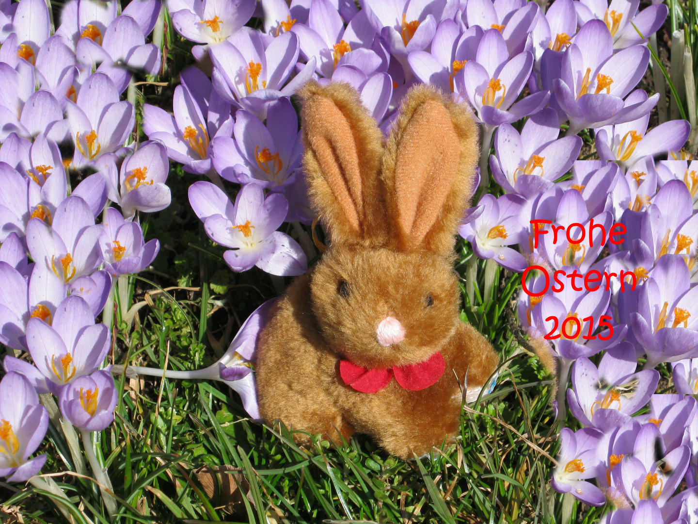 Frohe Ostern 2015 Foto Bild Karten Und Kalender Osterkarten Karten Motive Bilder Auf Fotocommunity