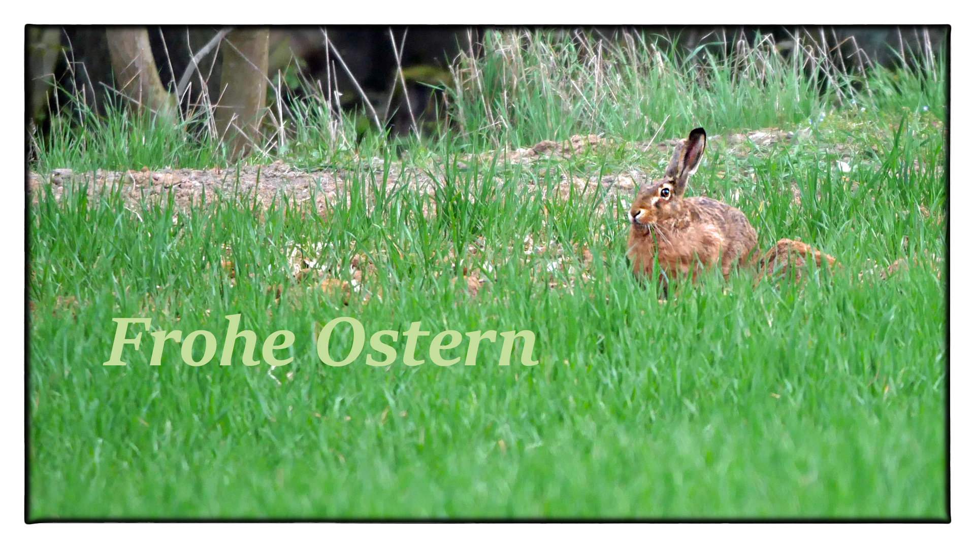 FROHE OSTERN 2019