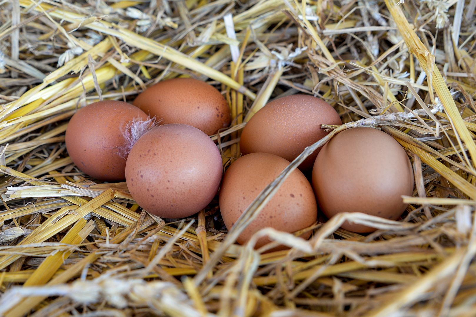 Frohe Ostern