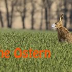 Frohe Ostern 2020