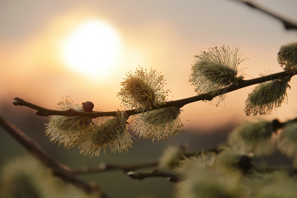 Frohe Ostern