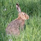 Frohe Ostern!