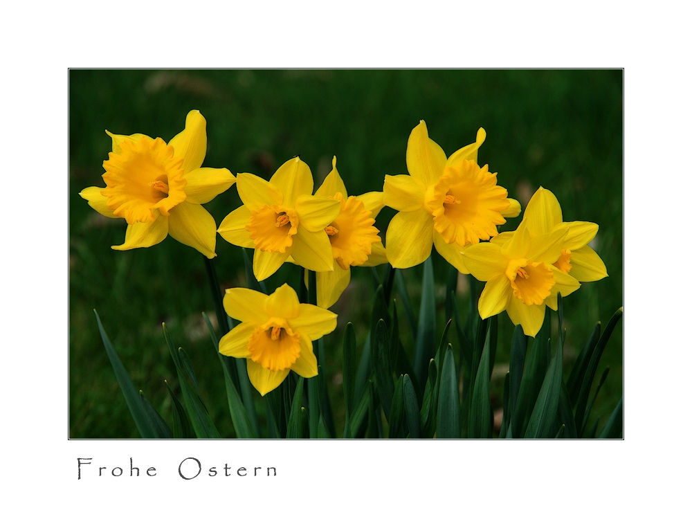 - FROHE OSTERN -
