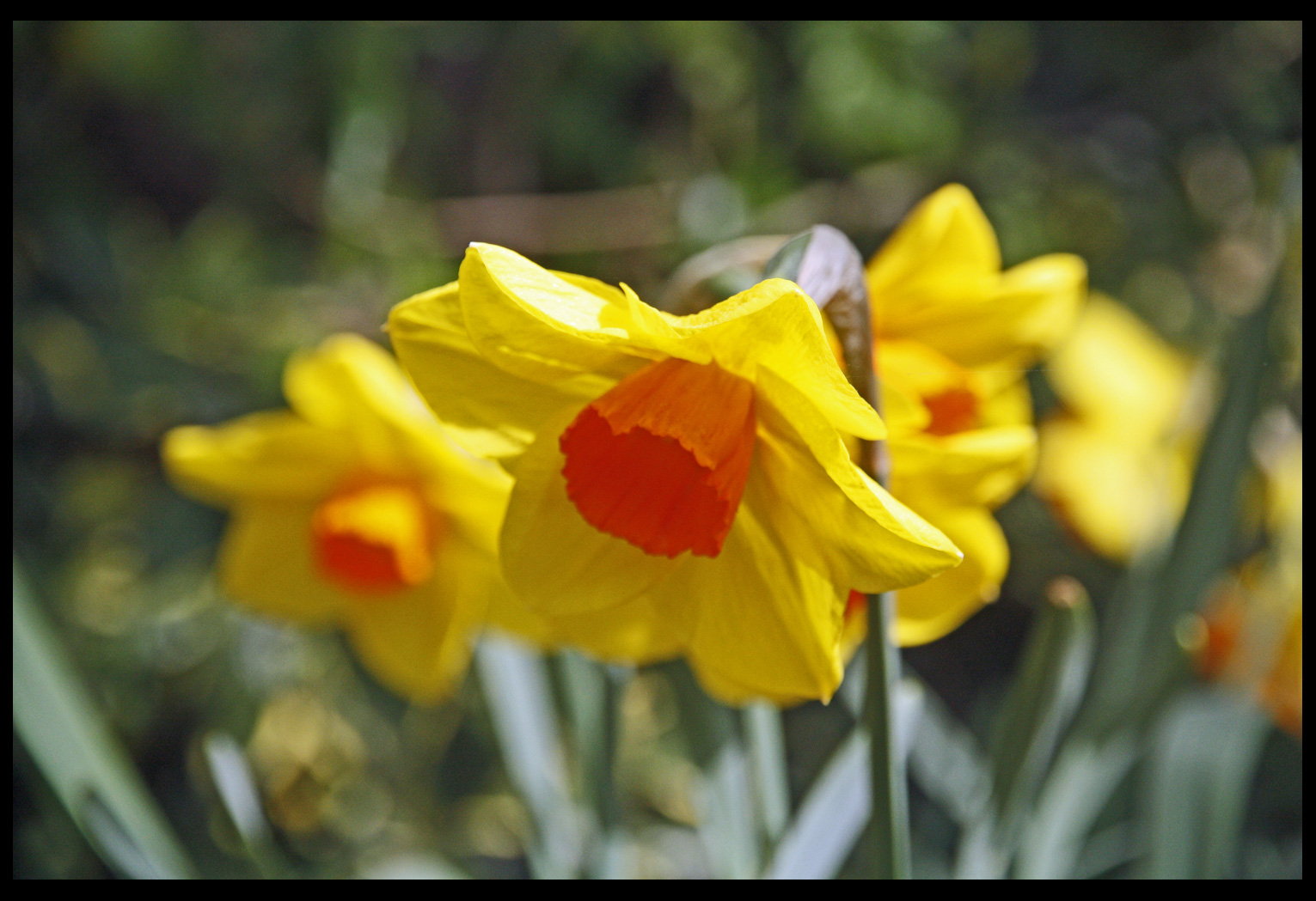 frohe ostern