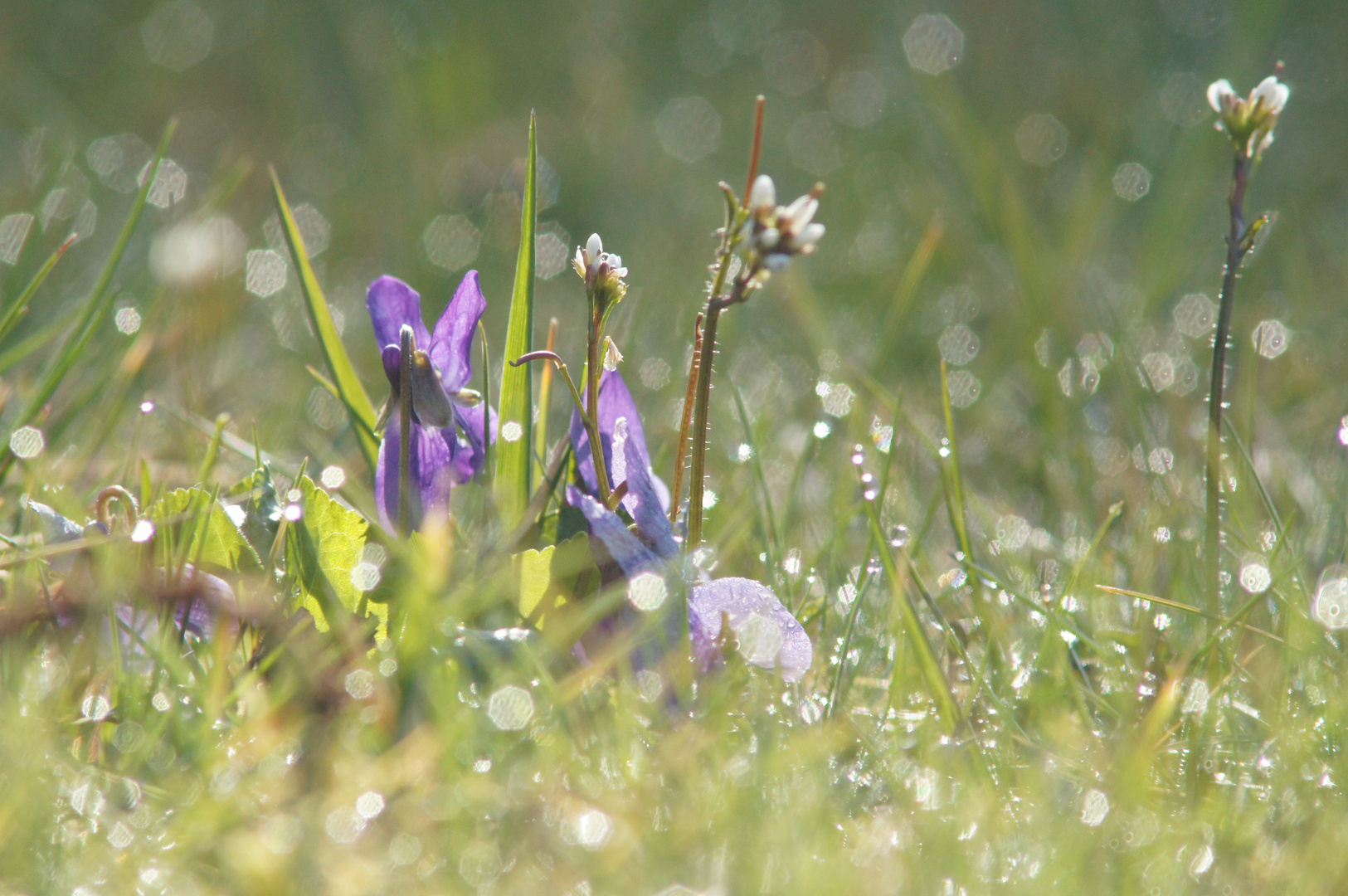 Frohe Ostern