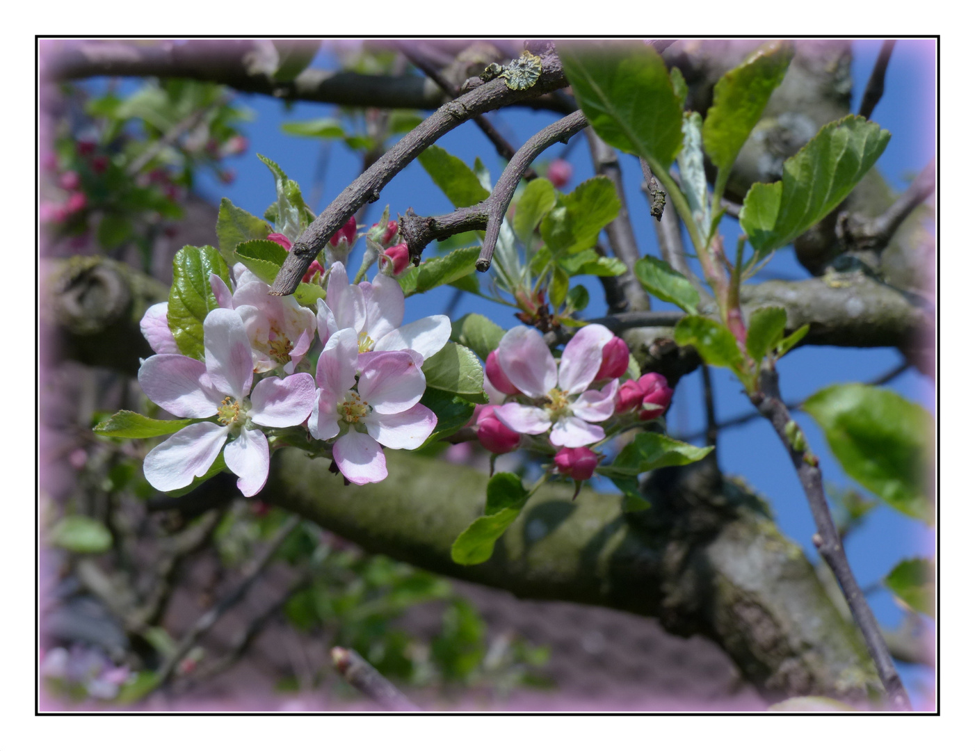 FROHE OSTERN