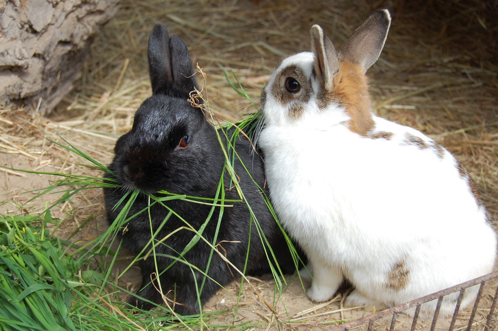 Frohe Ostern!