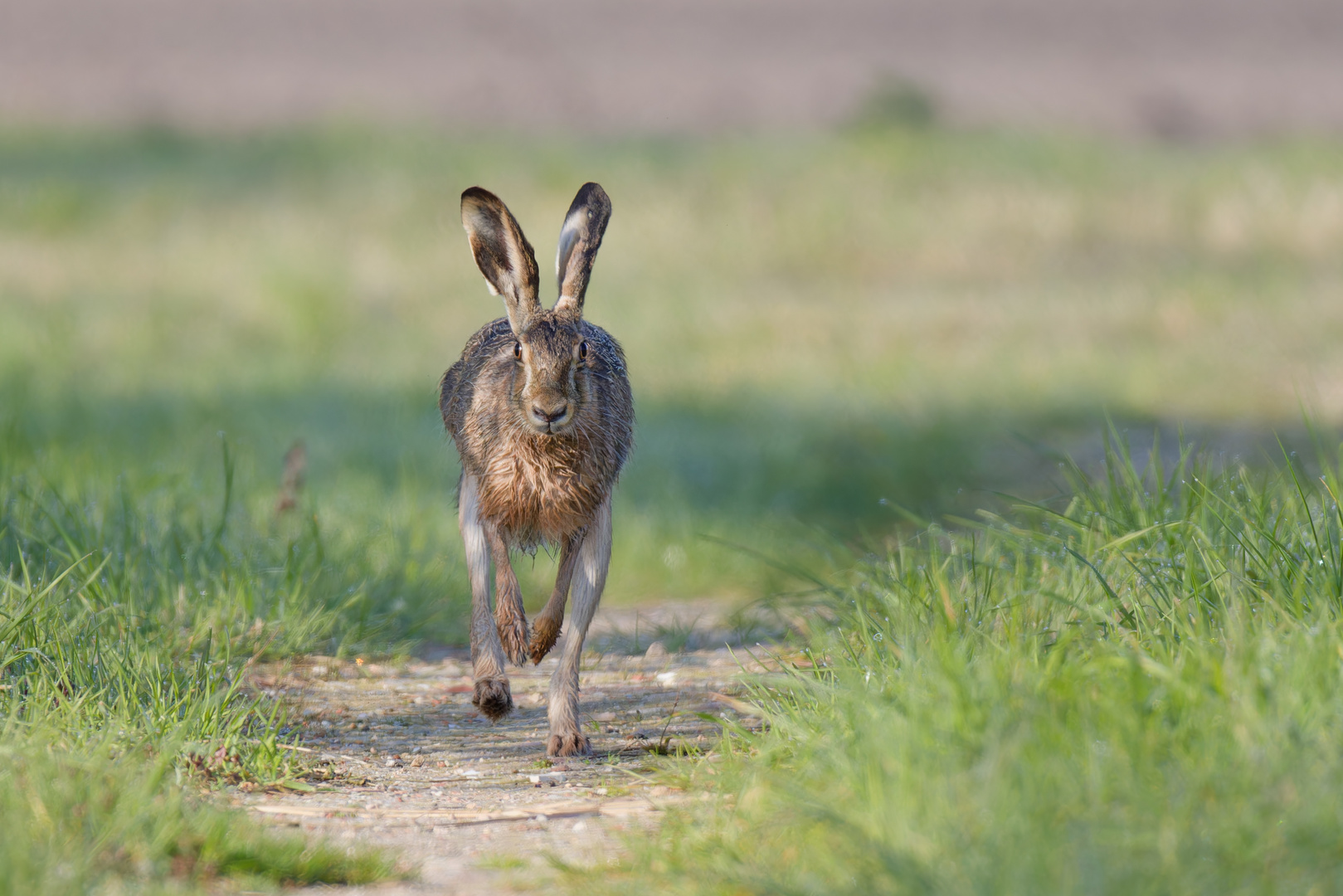 Frohe Ostern