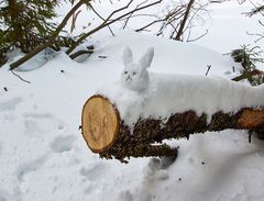 FROHE OSTERN