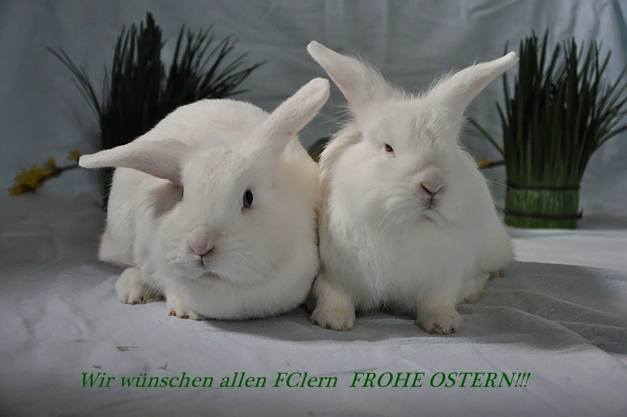 Frohe Ostern !!!