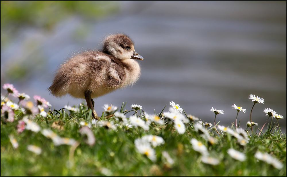 Frohe Ostern....