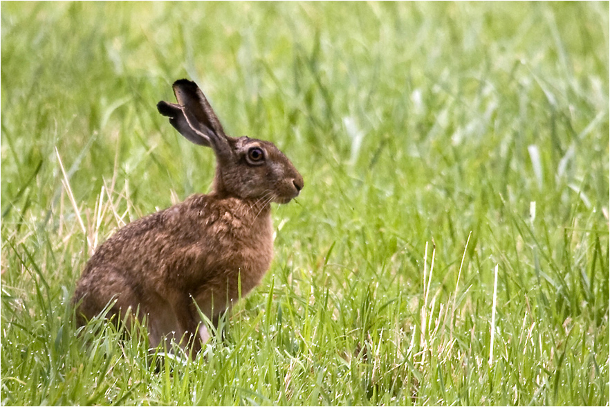 FROHE OSTERN !