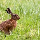 FROHE OSTERN !