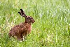 FROHE OSTERN !