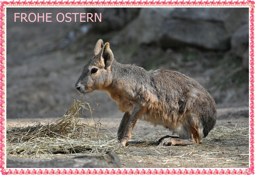 Frohe Ostern !!!