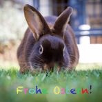 Frohe Ostern