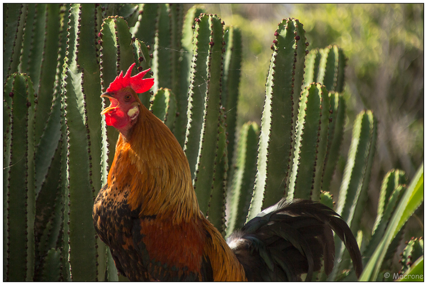 Frohe Ostern!